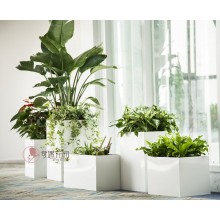 專注室內(nèi)綠植服務(wù)8年，綠植租賃，免費(fèi)養(yǎng)護(hù)，一站式商務(wù)空間
